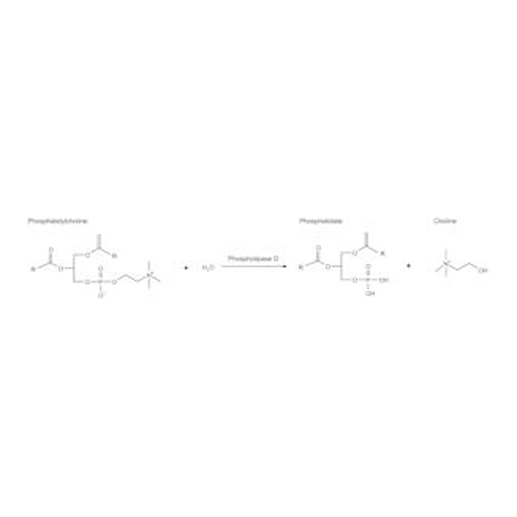 Merck PHOSPHOLIPASE D TYPE II FROM PEANUT