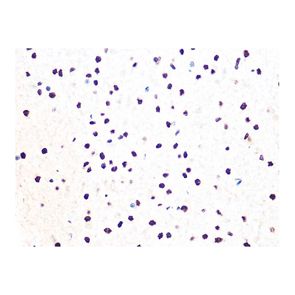 Merck Anti-DDB1 antibody produced in rabbit
