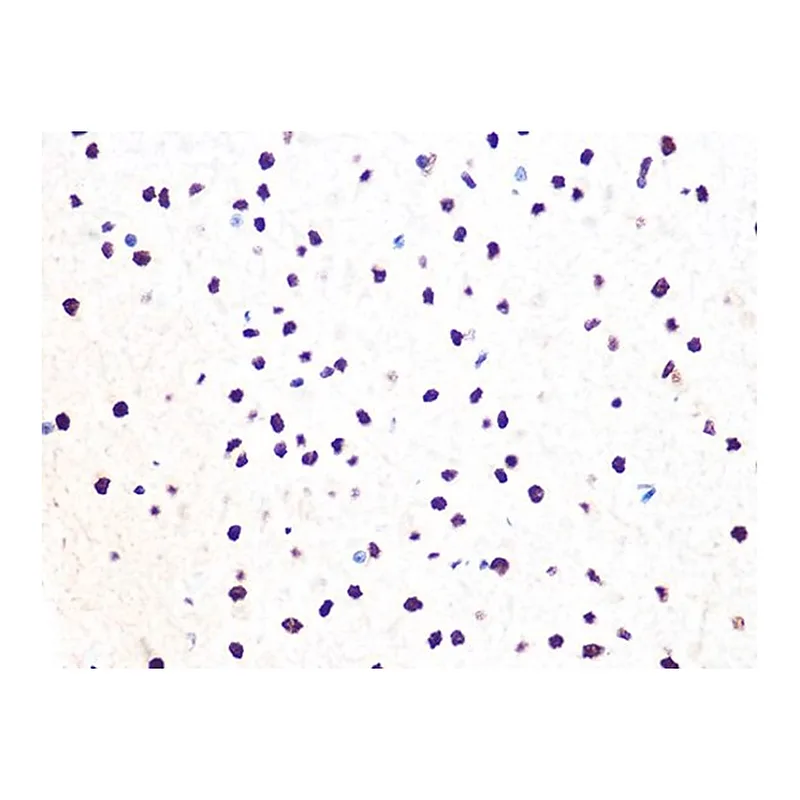 Merck Anti-DDB1 antibody produced in rabbit