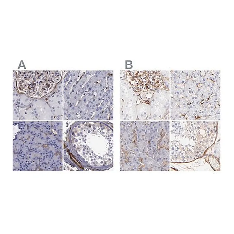 Merck Anti-FLNA antibody produced in rabbit
