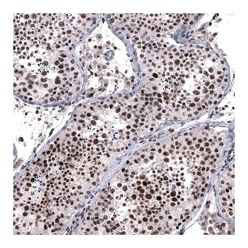 Merck Monoclonal Anti-FOXM1 antibody produced in mouse