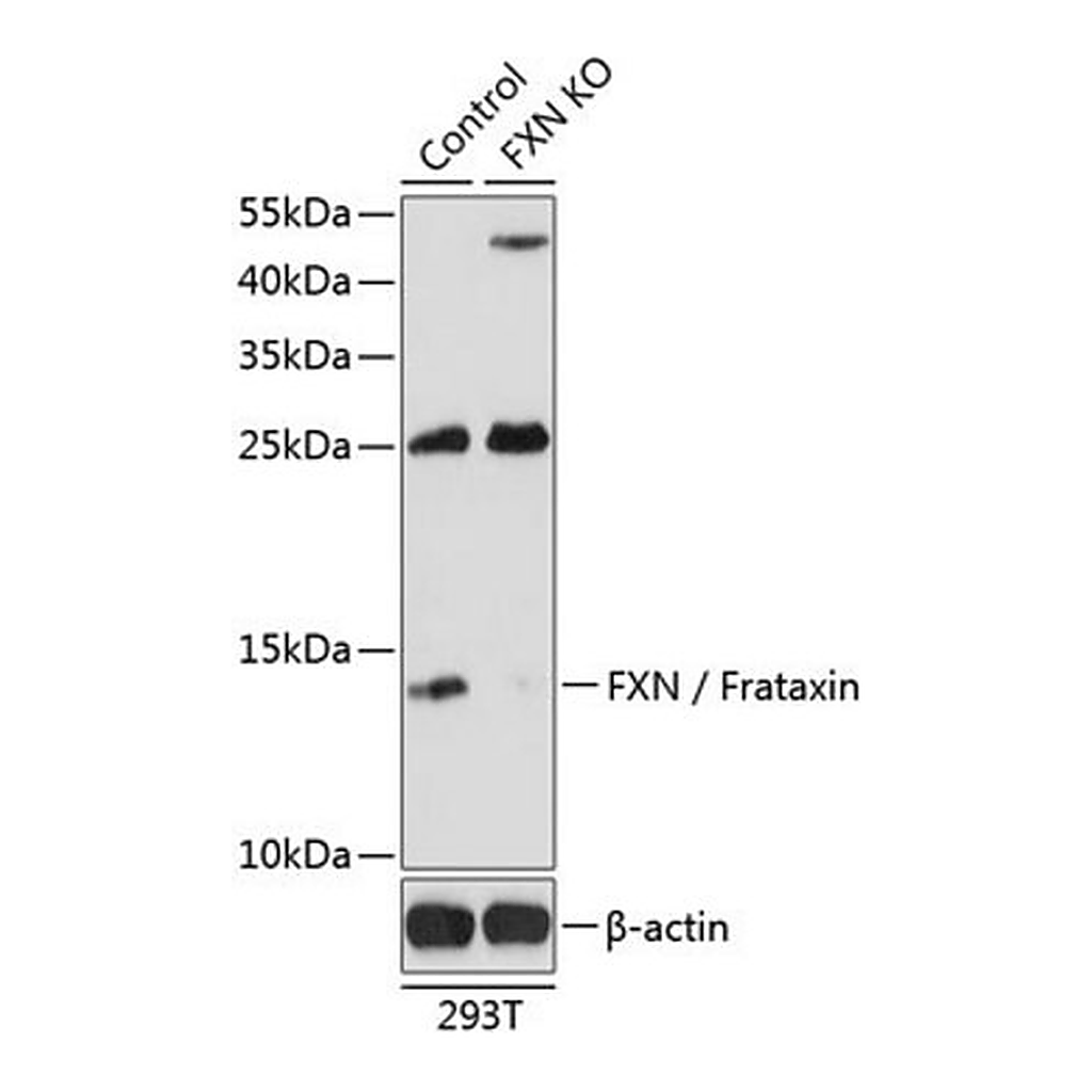 Merck Anti-FXN/Frataxin antibody produced in rabbit