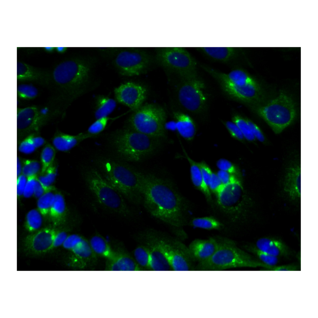 BD Purified Mouse Anti-PKA RIIβ