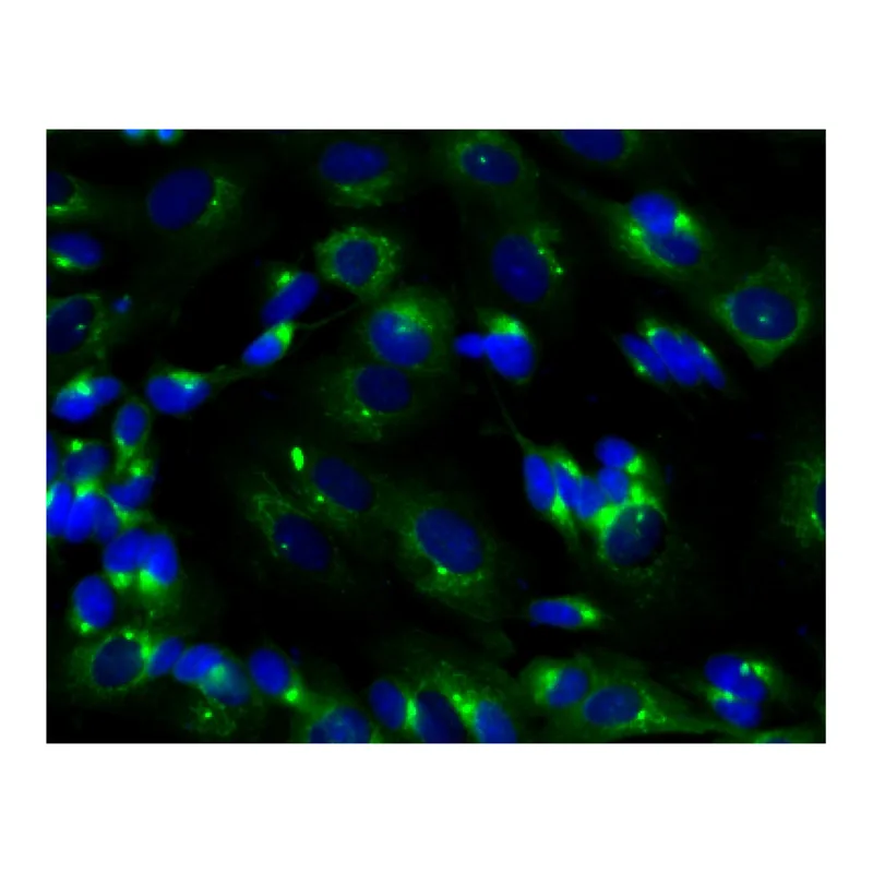 BD Purified Mouse Anti-PKA RIIβ