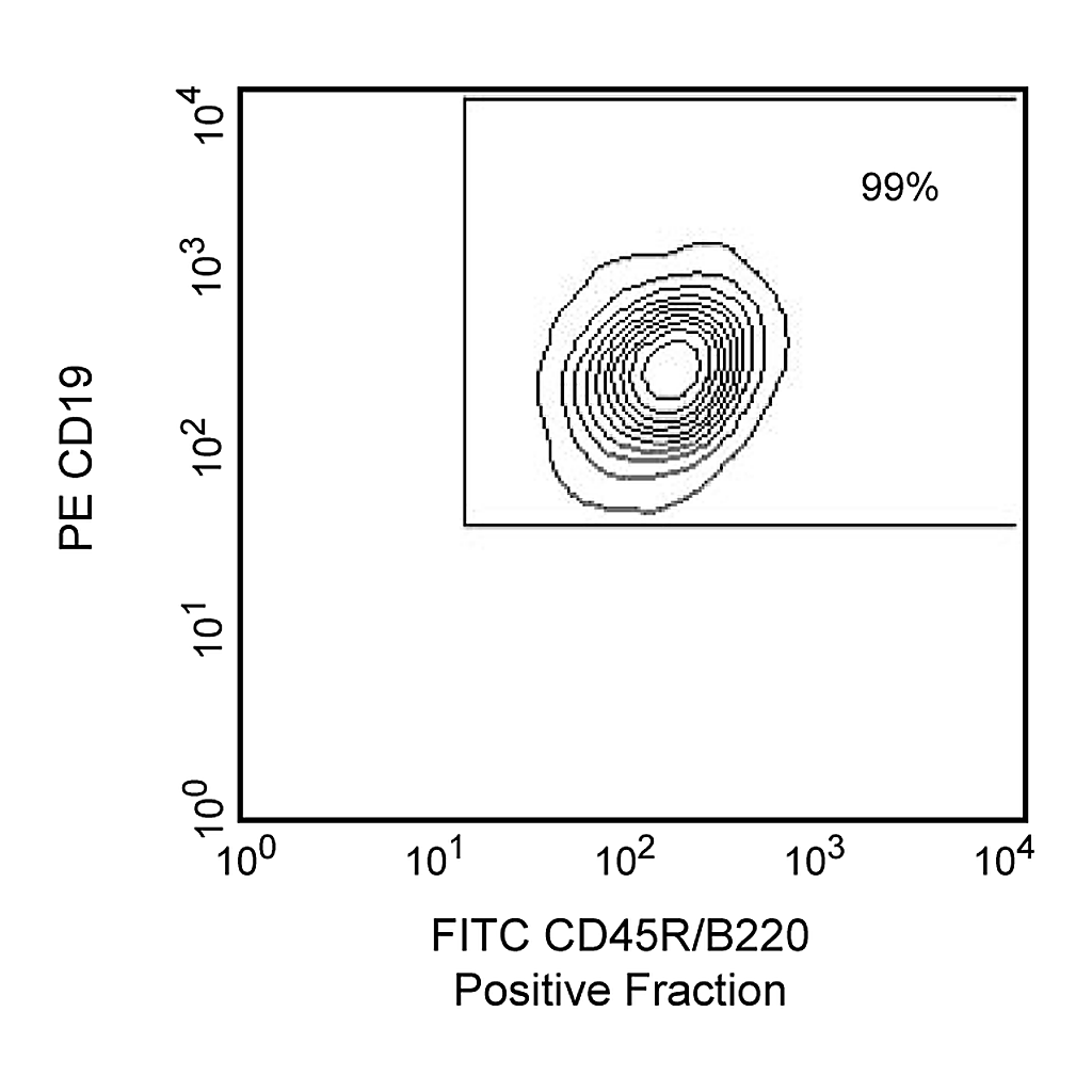 BD Anti-Mouse CD45R/B220 Magnetic Particles - DM