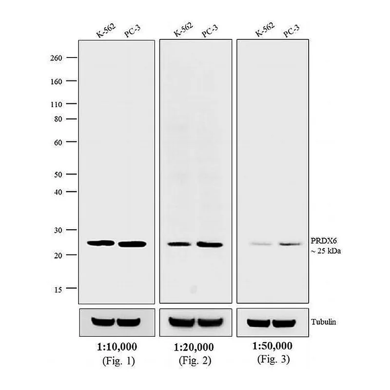 Thermo Fisher Scientific Chicken anti-Rabbit IgG (H+L) Cross-Adsorbed Secondary Antibody, Biotin