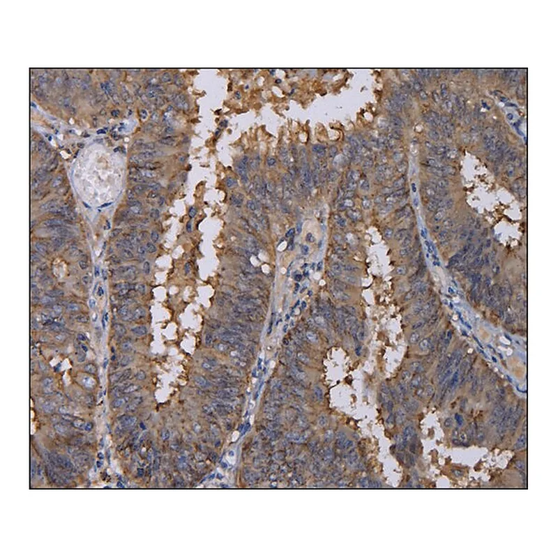 Merck Anti-REG3G antibody produced in rabbit