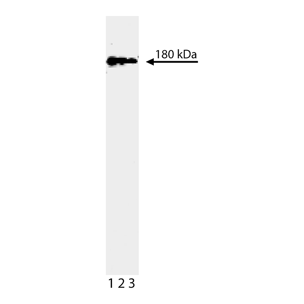 BD Purified Mouse Anti- Human Topo IIβ