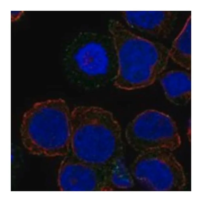 Merck Anti-ICOS antibody produced in rabbit