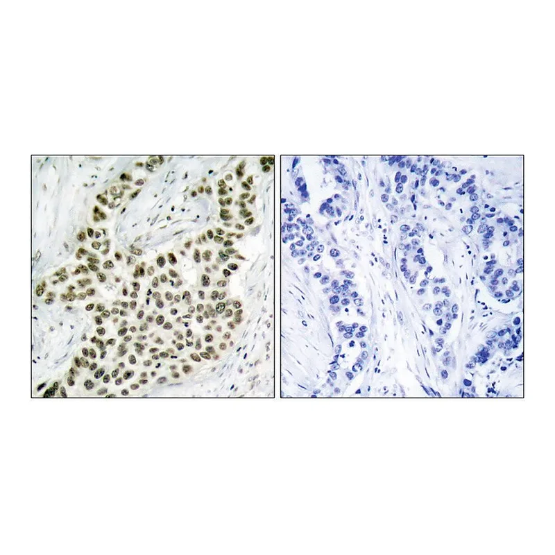Merck Anti-Histone H2A.X antibody produced in rabbit