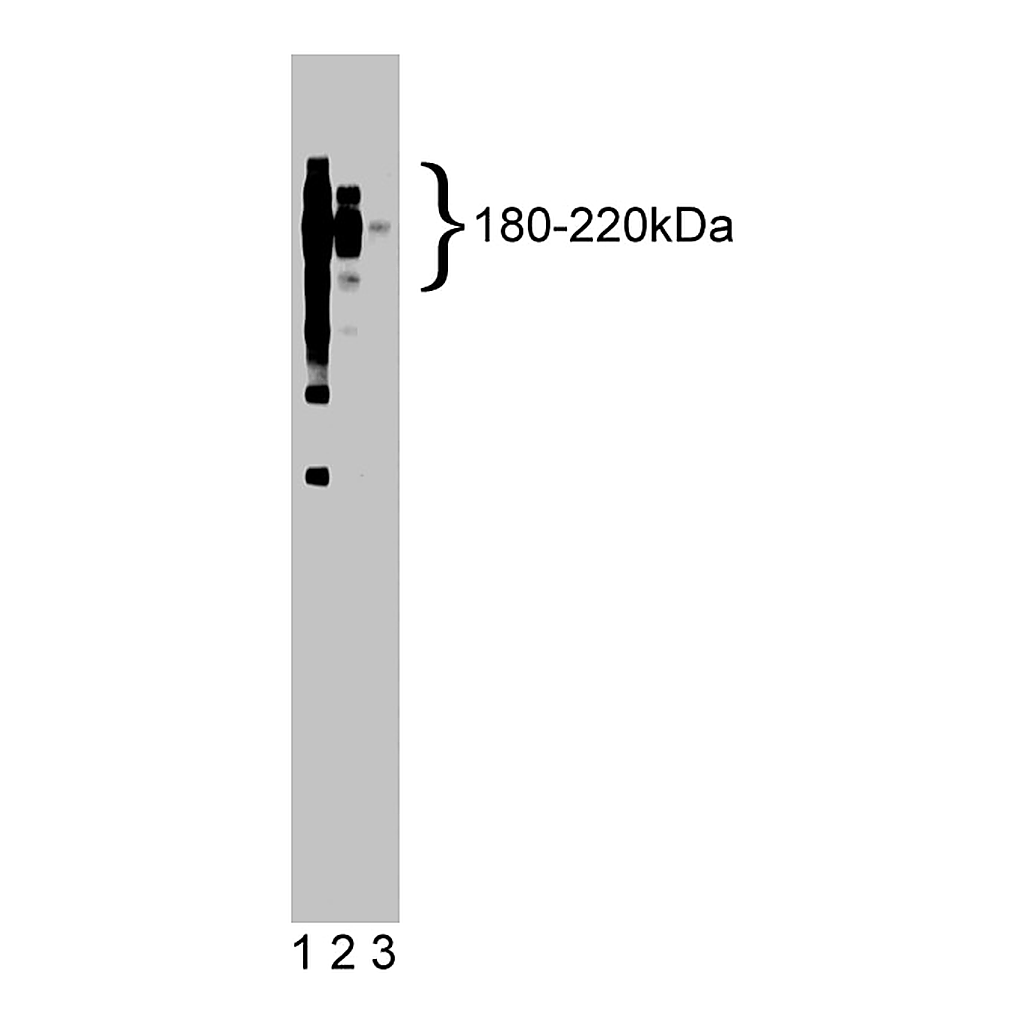 BD Purified Mouse Anti-CD45