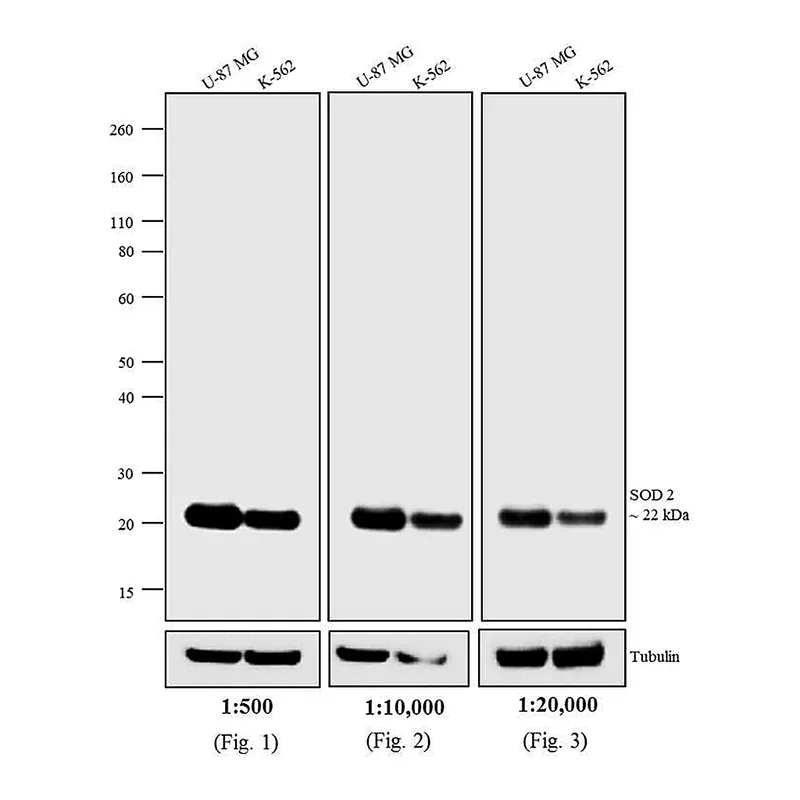Thermo Fisher Scientific F(ab`)2-Donkey anti-Mouse IgG (H+L) Highly Cross-Adsorbed Secondary Antibody, Biotin