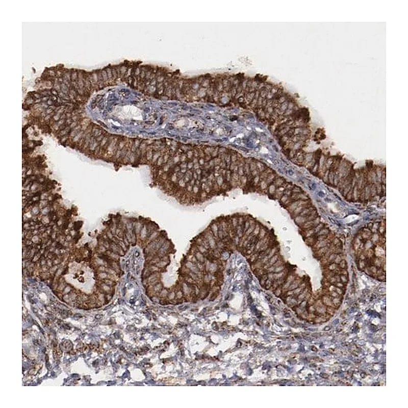 Merck Anti-ERLIN2 antibody produced in rabbit
