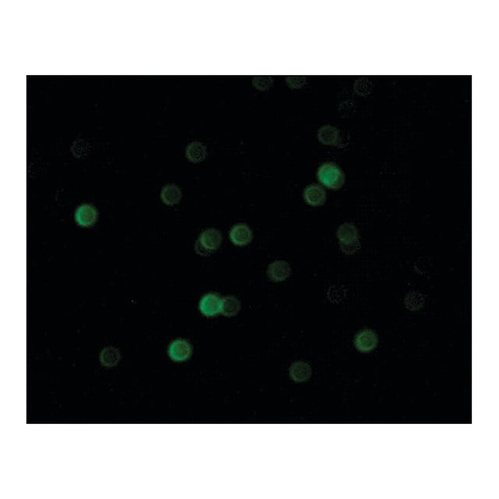 Merck Anti-Bovine IgG (whole molecule)-FITC antibody produced in rabbit