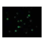 Merck Anti-Bovine IgG (whole molecule)-FITC antibody produced in rabbit