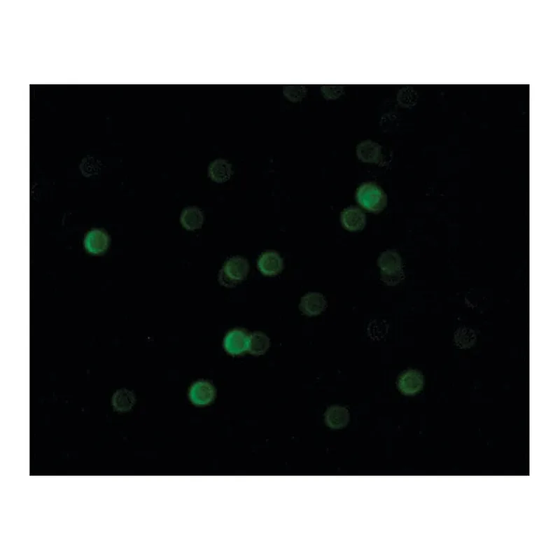 Merck Anti-Bovine IgG (whole molecule)-FITC antibody produced in rabbit