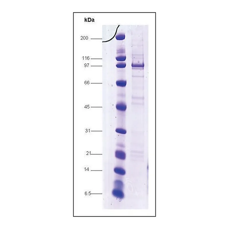 Merck Sp1 GC-box binding protein human