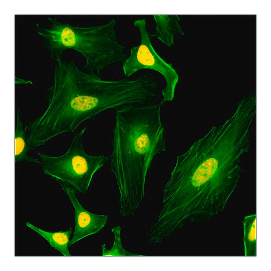 Merck Anti-Core Histone Macro-H2A.1 antibody, Rabbit monoclonal