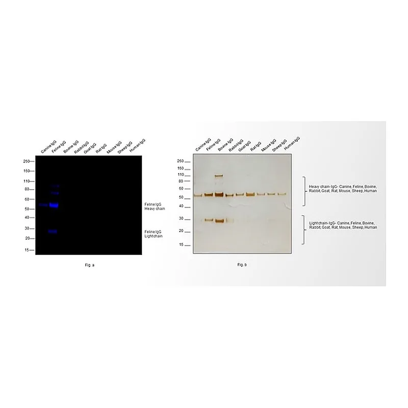Thermo Fisher Scientific Goat anti-Feline IgG (H+L) Secondary Antibody