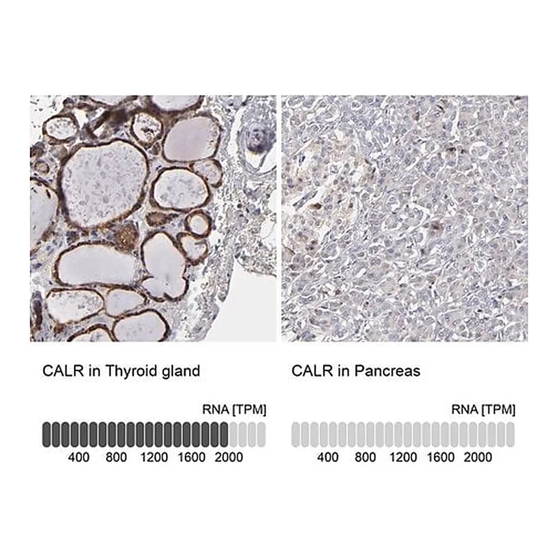 Merck Anti-CALR antibody produced in rabbit