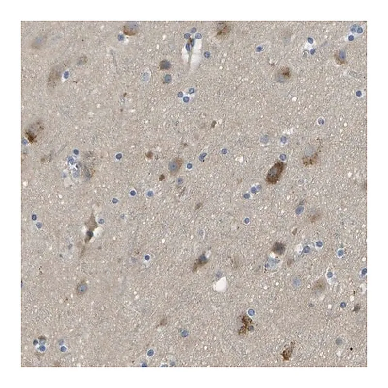 Merck Anti-LIPG antibody produced in rabbit