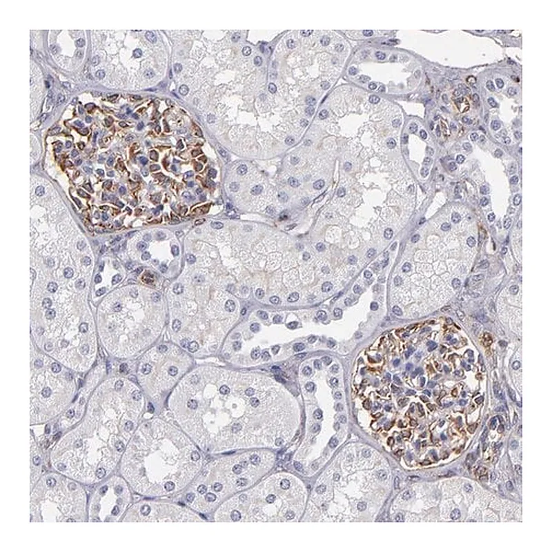 Merck Anti-ABCC1 antibody produced in rabbit