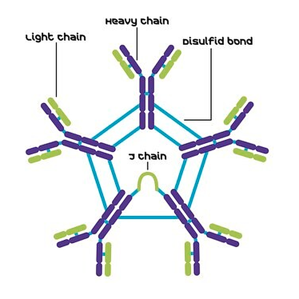 Merck BOVINE IMMUNOGLOBULIN M (IGM), FROM    &
