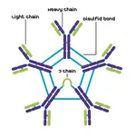 Merck BOVINE IMMUNOGLOBULIN M (IGM), FROM &