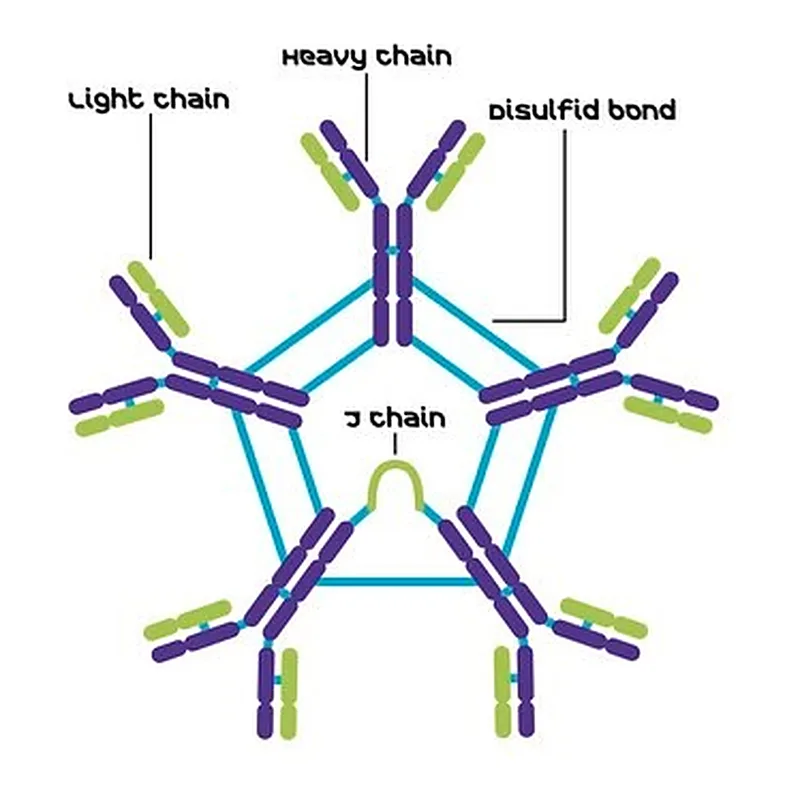 Merck BOVINE IMMUNOGLOBULIN M (IGM), FROM &