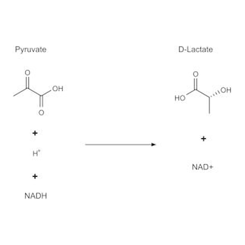 Merck D-LACTIC DEHYDROGENASE FROM LACTOBACILLU