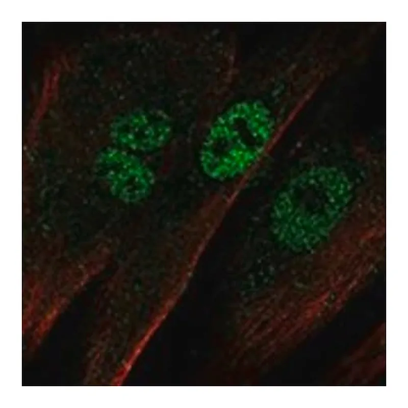 Merck Anti-EBF2 antibody produced in rabbit