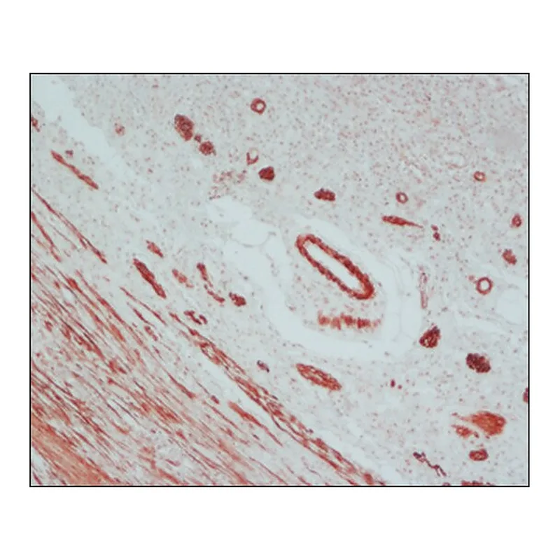 Merck Anti-Mouse IgG (Fab specific)-Peroxidase antibody produced in goat