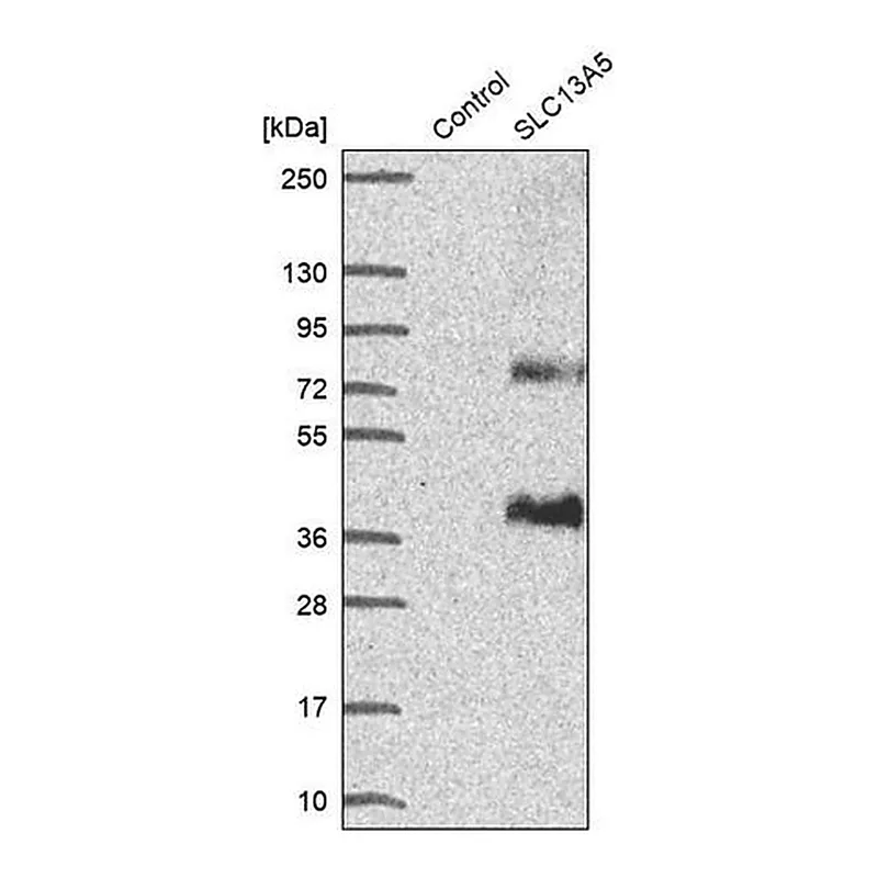 Merck Anti-SLC13A5 antibody produced in rabbit