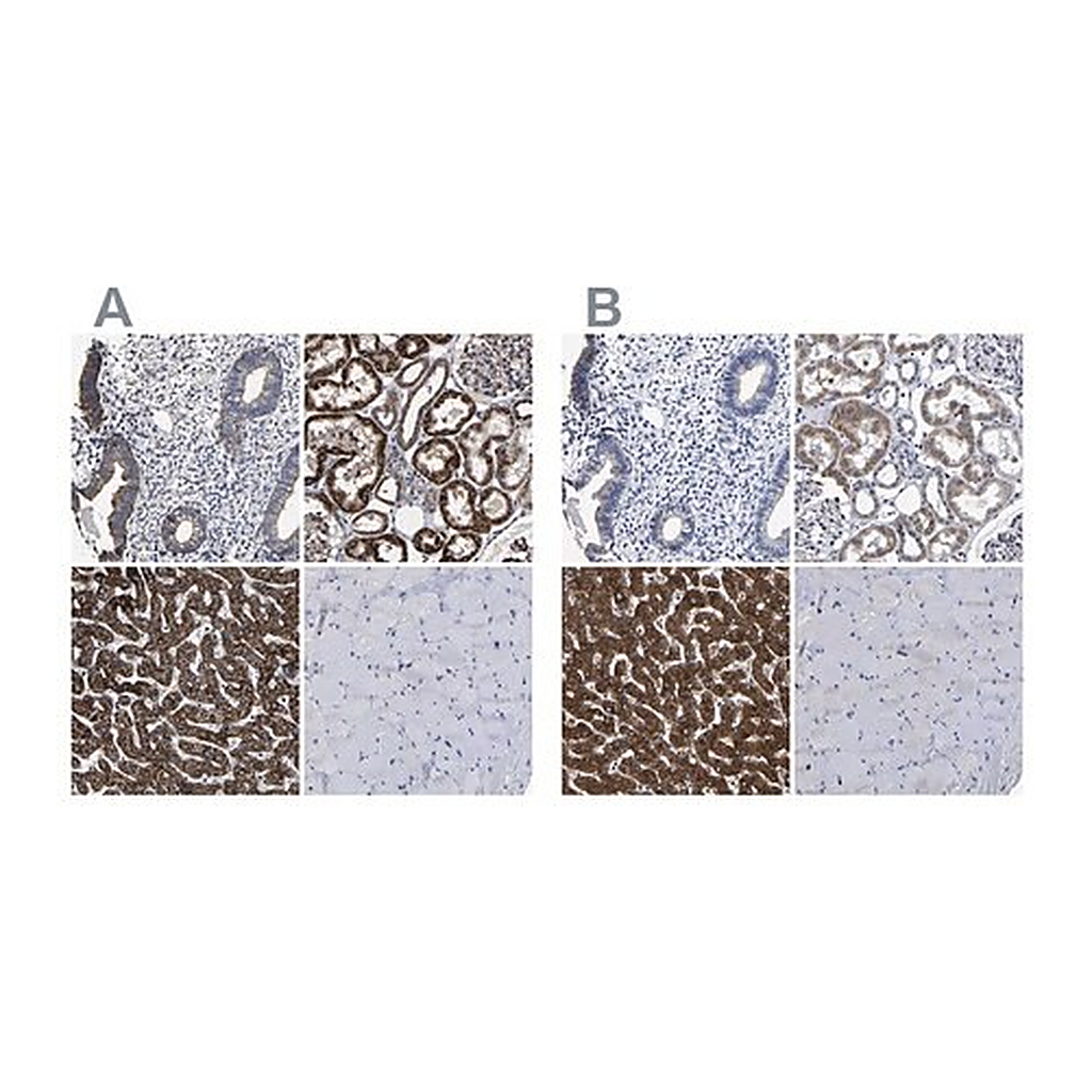 Merck Anti-AASS antibody produced in rabbit
