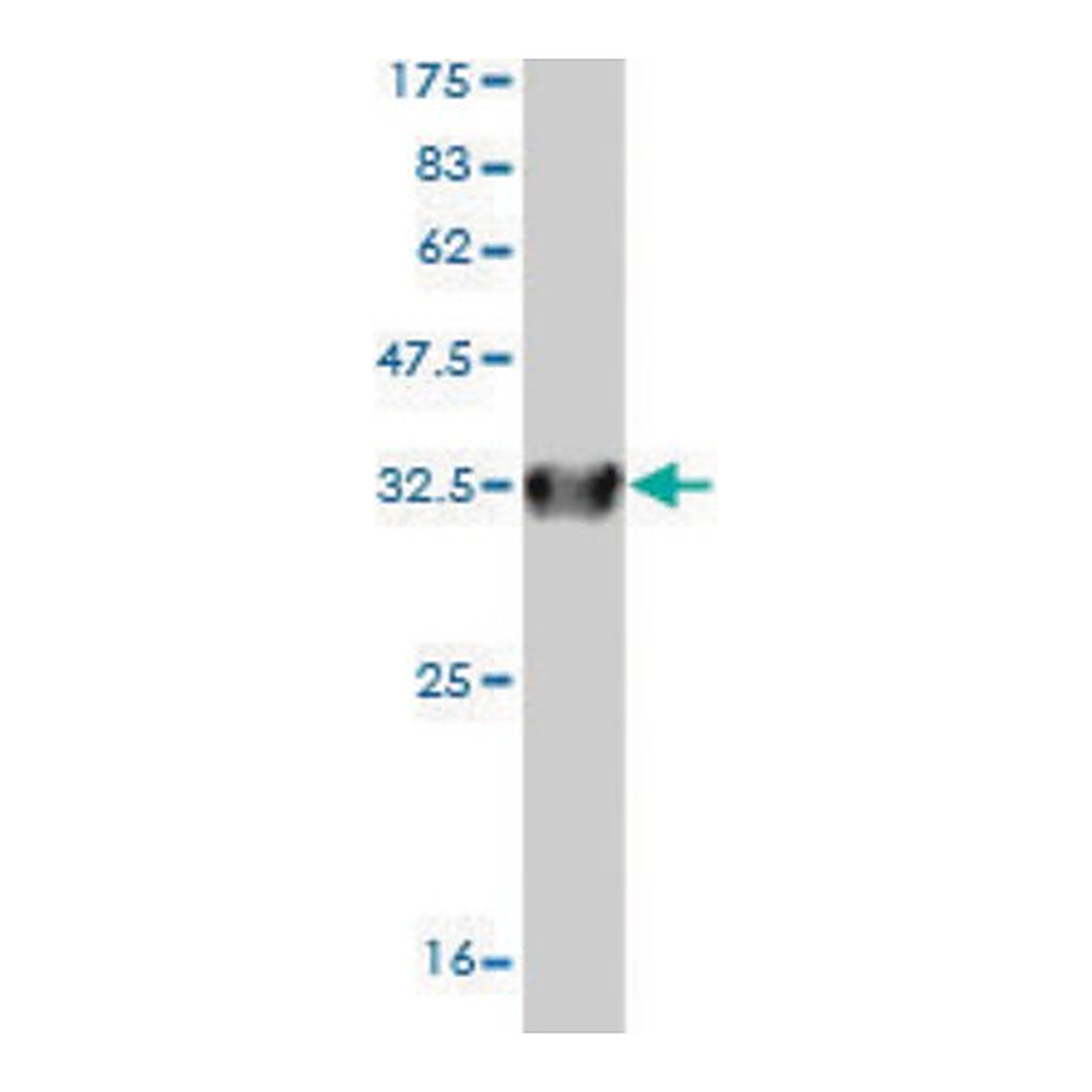 Merck Monoclonal Anti-SLC6A20 antibody produced in mouse