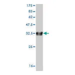 Merck Monoclonal Anti-SLC6A20 antibody produced in mouse