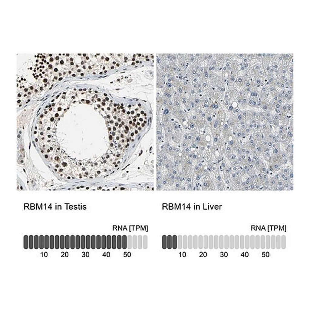 Merck Anti-RBM14 antibody produced in rabbit
