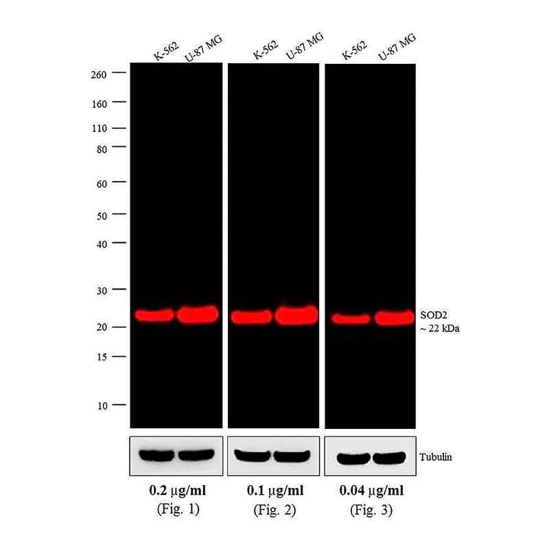 Thermo Fisher Scientific Goat anti-Mouse IgG (H+L) Cross-Adsorbed Secondary Antibody, Alexa Fluor 680