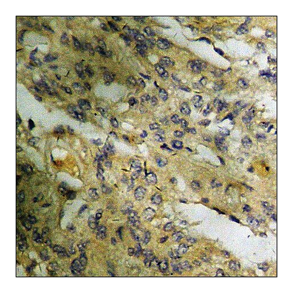 Merck Anti-phospho-HDAC5 (pSer259) antibody produced in rabbit