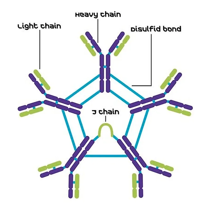 Merck IgM, Kappa from murine myeloma