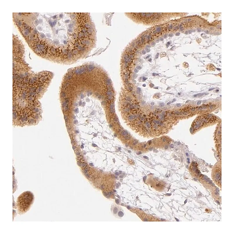 Merck Anti-LGMN antibody produced in rabbit