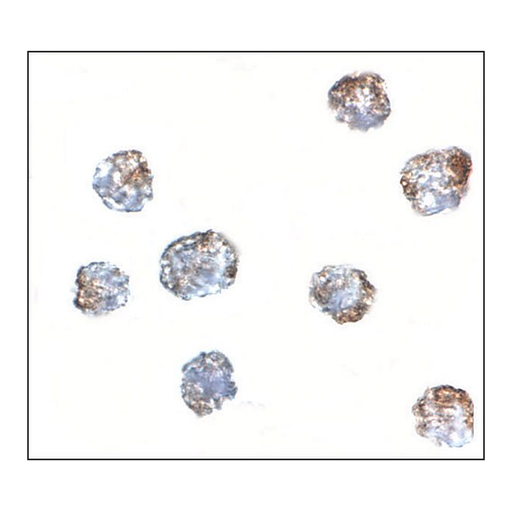 Merck Anti-MATN3 antibody produced in rabbit