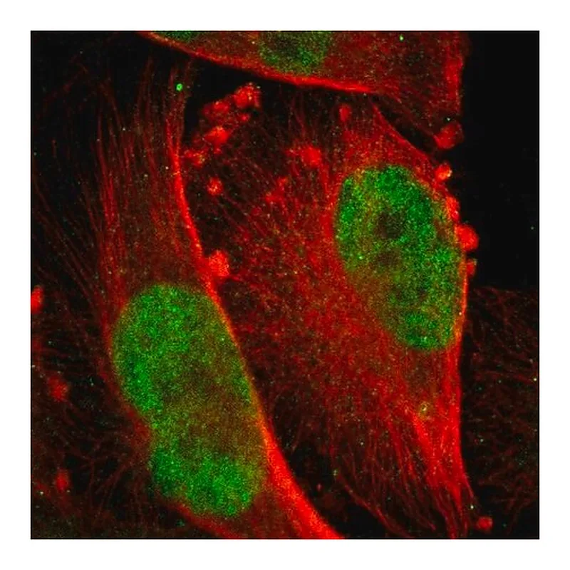 Merck Anti-RPS6KA5 antibody produced in rabbit