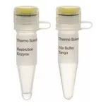 Thermo Fisher Scientific PscI (PciI) (10 U/μL), 200 units