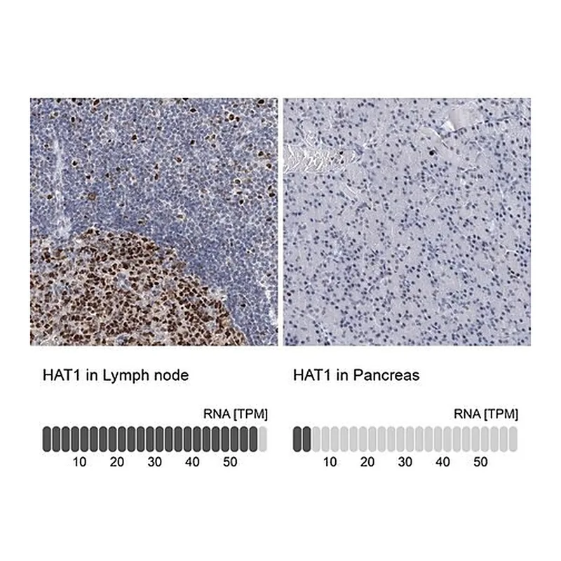 Merck Anti-HAT1 antibody produced in rabbit