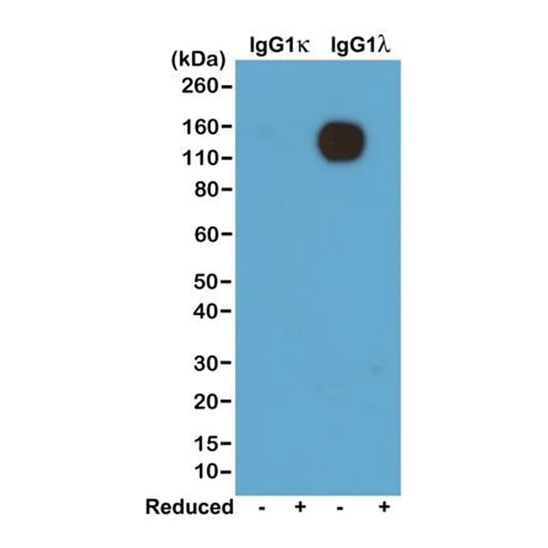 Thermo Fisher Scientific Rabbit anti-Mouse Lambda Light Chain Recombinant Secondary Antibody