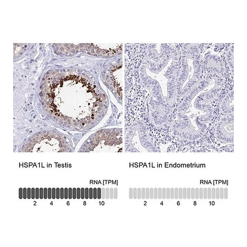 Merck Anti-HSPA1L antibody produced in rabbit