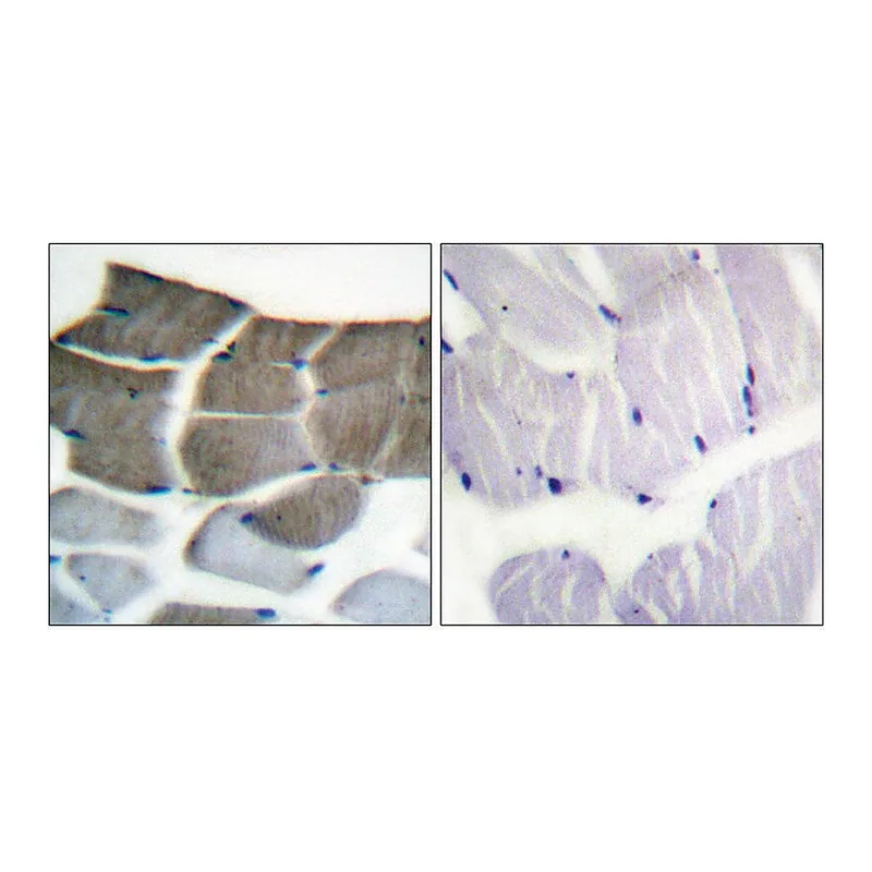 Merck Anti-ACC1 antibody produced in rabbit