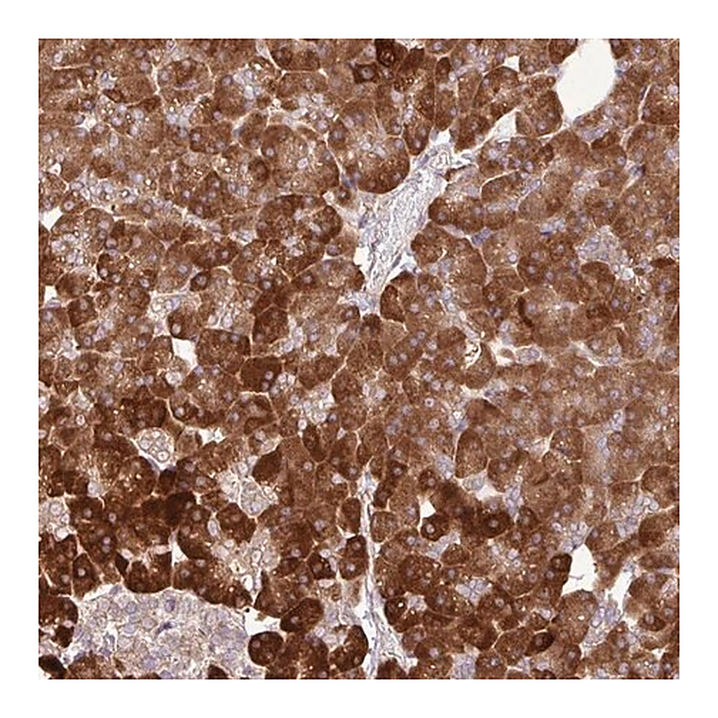 Merck Anti-DLGAP4 antibody produced in rabbit