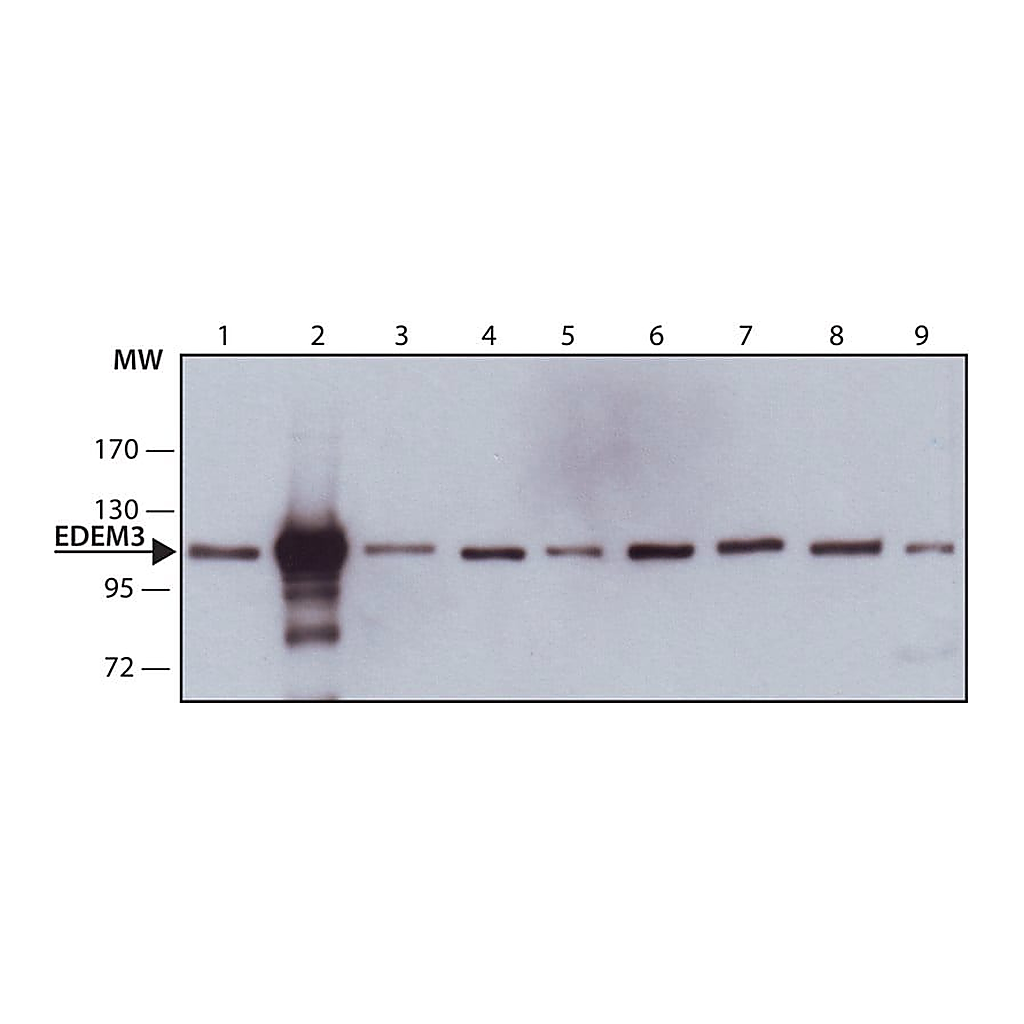 Merck Monoclonal Anti-EDEM3 antibody produced in mouse